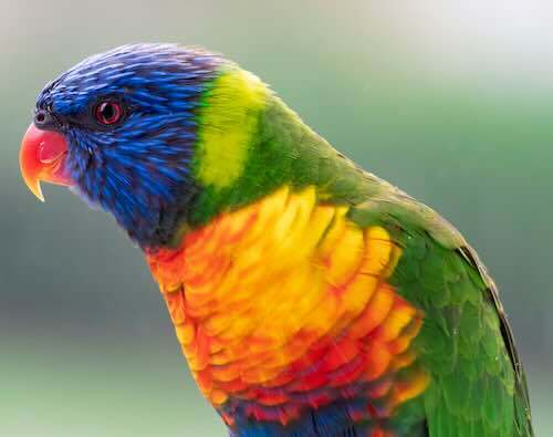 Rainbow lorikeet by Gabriel Sepulveda 